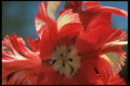 258091 Parrot Tulip, 'Estrella Rijnveld' A4 Photo Print