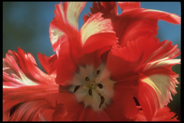 258091 Parrot Tulip, 'Estrella Rijnveld' A4 Photo Print