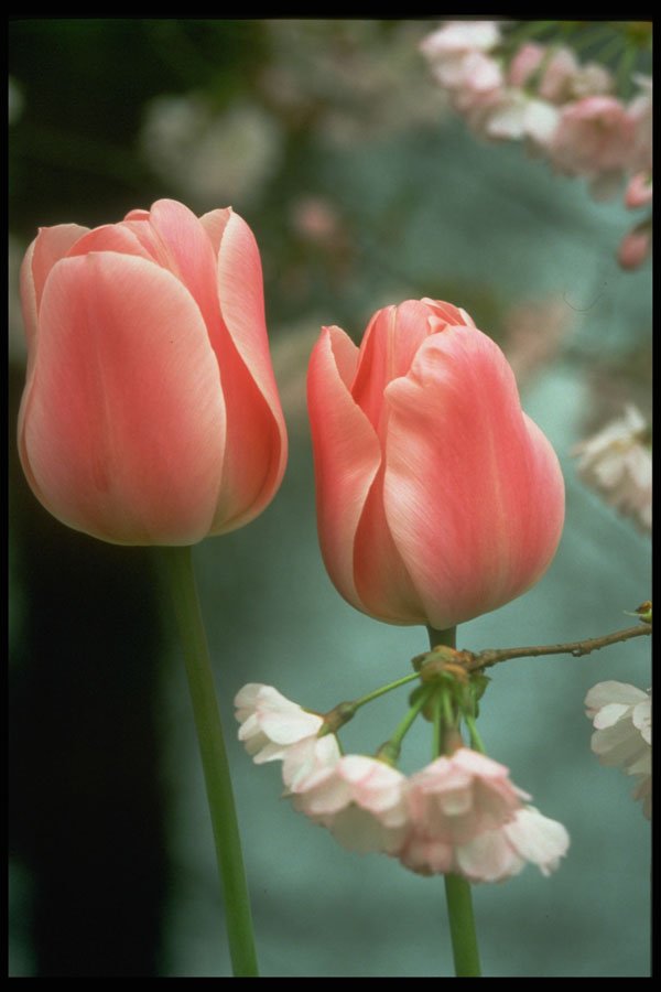 258093 'Peer Gynt', Triumph Tulips A4 Photo Print