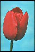 258094 Triumph Tulip, 'Paul Richter' A4 Photo Print