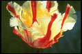 258095 Parrot Tulips, 'Flaming Parrot' A4 Photo Print