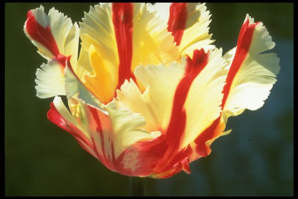 258095 Parrot Tulips, 'Flaming Parrot' A4 Photo Print