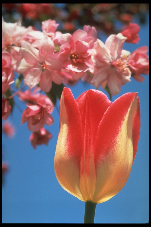 258096 Triumph Tulip, 'Garden Party' A4 Photo Print