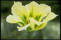 258097 Rembrandt Tulip, 'Spring Green' A4 Photo Print