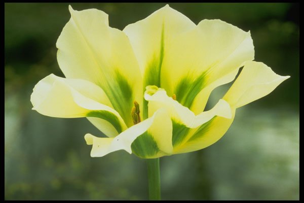 258097 Rembrandt Tulip, 'Spring Green' A4 Photo Print