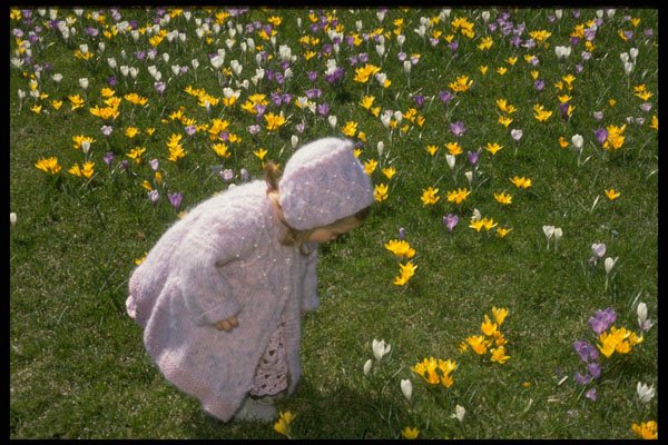 258099 Child With Crocuses A4 Photo Print