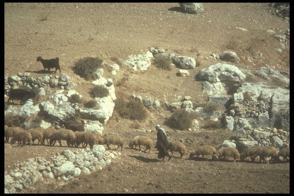 260008 Shepherd And Flock, Israel A4 Photo Print