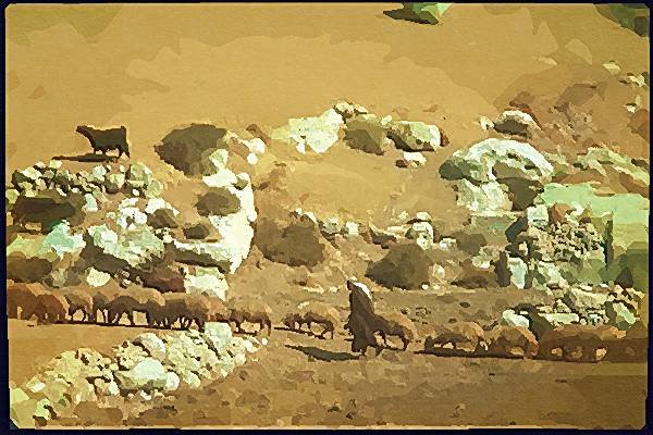 260008 Shepherd And Flock, Israel Dup1 A4 Photo Print
