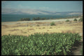 260018 Banana Plantation, Israel A4 Photo Print