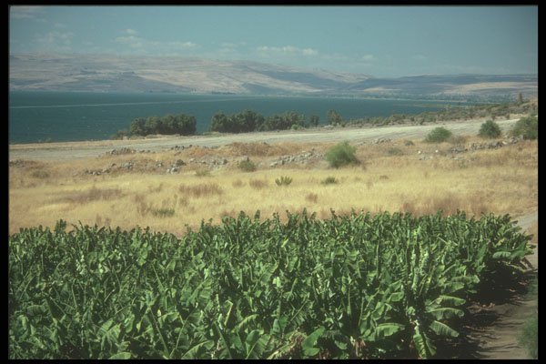 260018 Banana Plantation, Israel A4 Photo Print