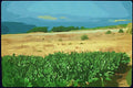 260018 Banana Plantation, Israel Dup1 A4 Photo Print