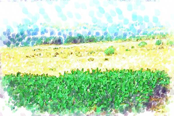 260018 Banana Plantation, Israel Dup2 A4 Photo Print