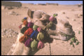260036 Camel From Salt And Spice Caravan, Sudan A4 Photo Print