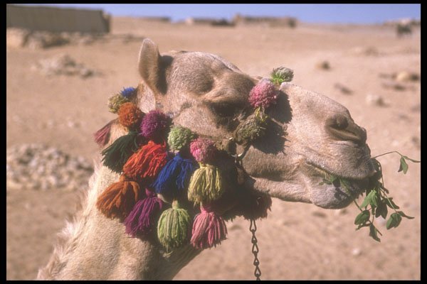 260036 Camel From Salt And Spice Caravan, Sudan A4 Photo Print