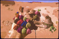 260036 Camel From Salt And Spice Caravan, Sudan Dup1 A4 Photo Print