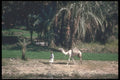 260039 Fellahin Peasant And Camel, Egypt, Upper Egypt A4 Photo Print