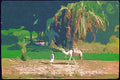 260039 Fellahin Peasant And Camel, Egypt, Upper Egypt Dup1 A4 Photo Print