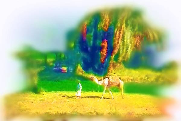 260039 Fellahin Peasant And Camel, Egypt, Upper Egypt Dup4 A4 Photo Print