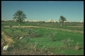 260045 Peasants Tending Fields, Egypt A4 Photo Print
