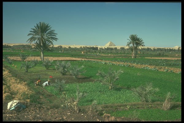 260045 Peasants Tending Fields, Egypt A4 Photo Print