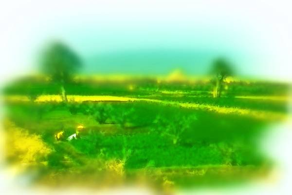 260045 Peasants Tending Fields, Egypt Dup4 A4 Photo Print