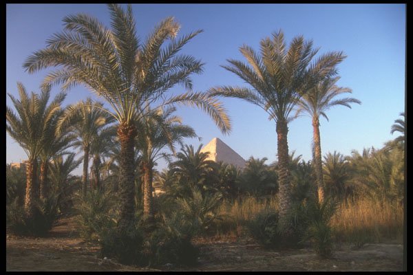 260061 Great Pyramid Of Cheops A4 Photo Print