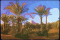 260061 Great Pyramid Of Cheops Dup1 A4 Photo Print