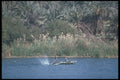 260062 Fisherman Netting Fish, Egypt A4 Photo Print