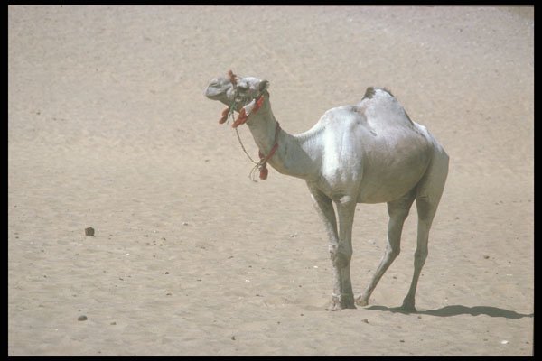 260068 Camel Near Border, Algeria, Hassi Massoud A4 Photo Print