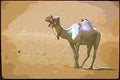 260068 Camel Near Border, Algeria, Hassi Massoud Dup1 A4 Photo Print