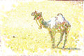 260068 Camel Near Border, Algeria, Hassi Massoud Dup2 A4 Photo Print