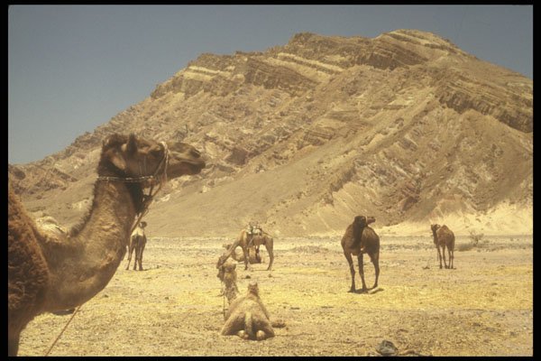 260071 Camels Near Border, Algeria, Hassi Massoud A4 Photo Print