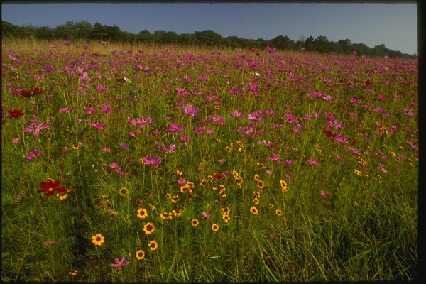 261058 Wildflowers, Central Virginia A4 Photo Print