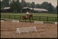 261074 Horse Farm, Louisa County A4 Photo Print