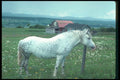 262005 Ile D'Orleans Mare A4 Photo Print