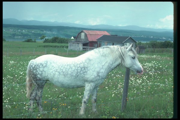 262005 Ile D'Orleans Mare A4 Photo Print