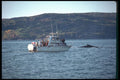 262047 Whales, Petites Bergeronnes A4 Photo Print