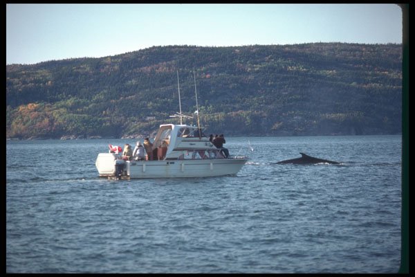 262047 Whales, Petites Bergeronnes A4 Photo Print