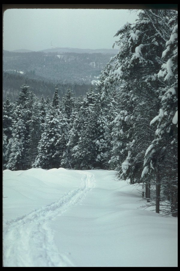 262052 Ski Trail Through The Pines, Laurentians A4 Photo Print