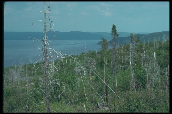262063 A River Through Brush, Charlevoix A4 Photo Print