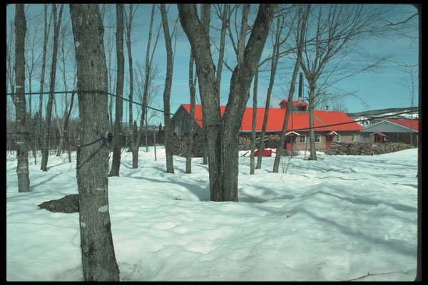 262070 Sugar Cabin, Laurentians A4 Photo Print