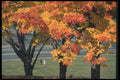 262087 Autumn Park A4 Photo Print