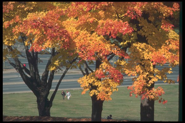 262087 Autumn Park A4 Photo Print