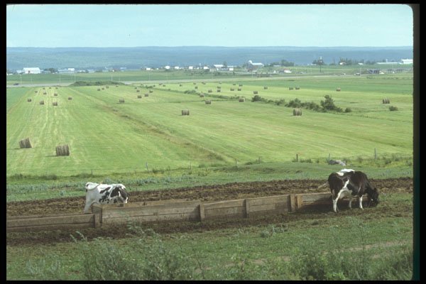 262090 Farmland A4 Photo Print