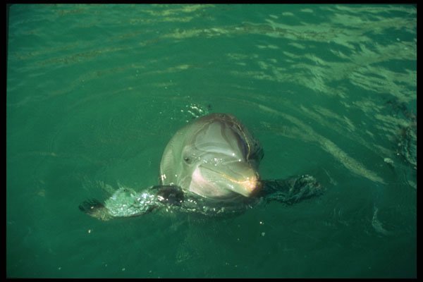 264054 Dolphin Discovery Program, Mexican Caribbean A4 Photo Print