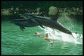 264089 Dolphin Discovery Program, Mexico A4 Photo Print