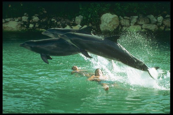 264089 Dolphin Discovery Program, Mexico A4 Photo Print