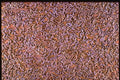 265000 Nice Rice A4 Photo Print