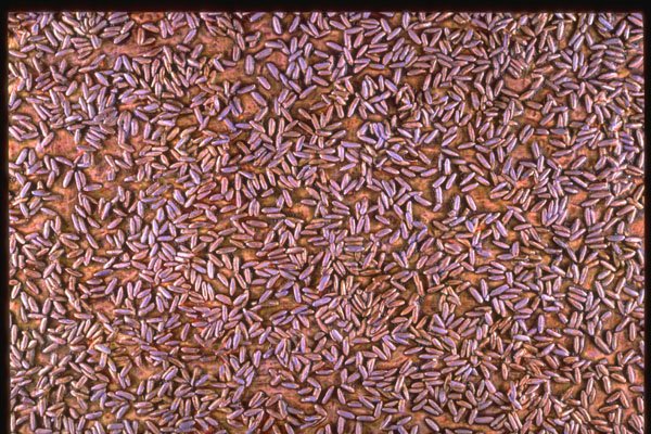 265000 Nice Rice A4 Photo Print