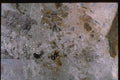 265004 Oxidized Silver Leaf C A4 Photo Print